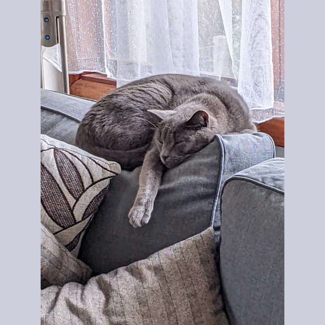 Photo of Teddy