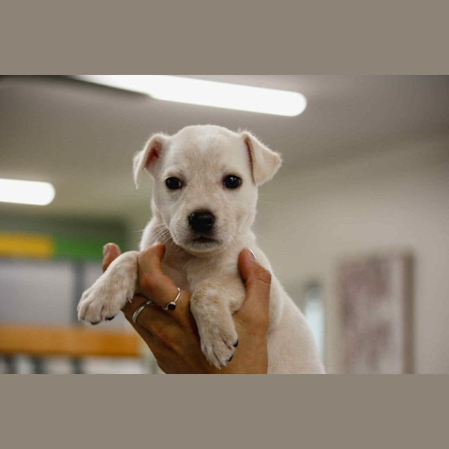 Photo of Fern's Litter