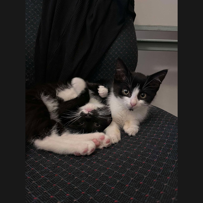Photo of Ghost