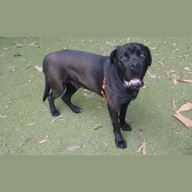Photo of Oscar