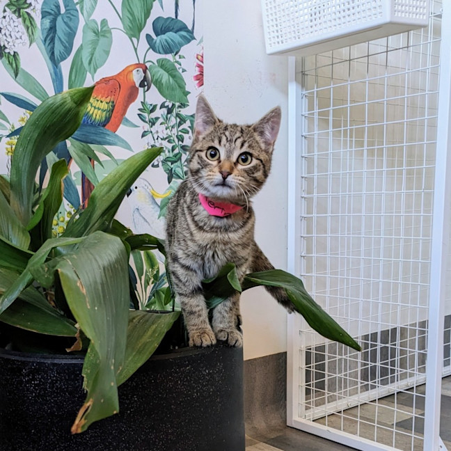 Photo of Meringue   Located In Preston 