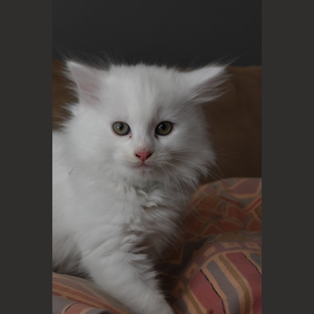 Photo of Gene