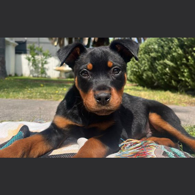 Photo of Bear