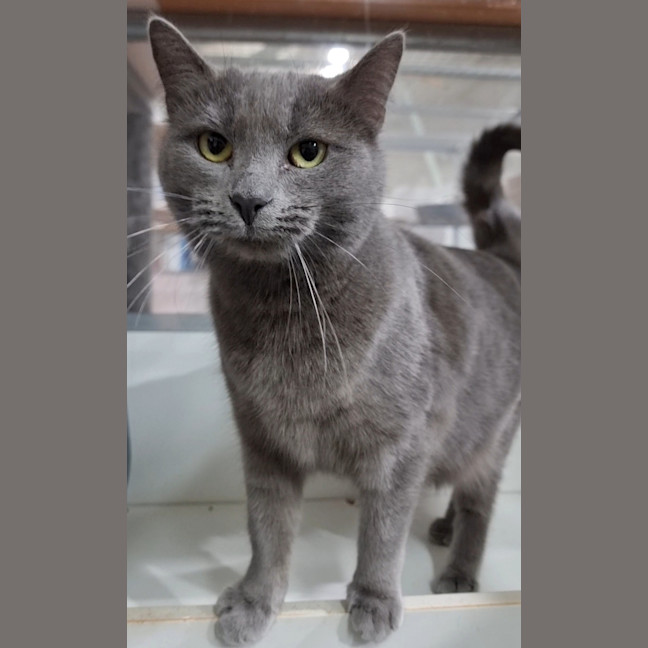Photo of Biscuit