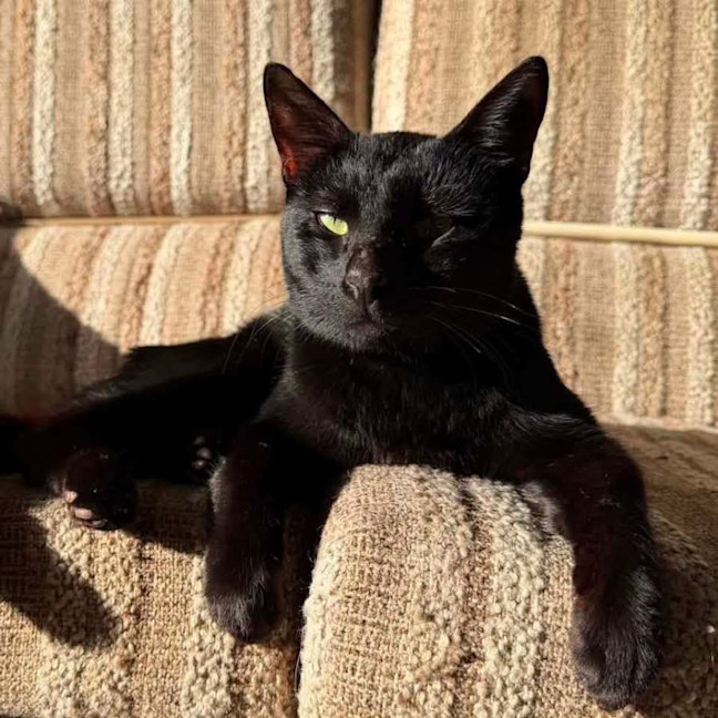 Photo of 14412 – Bagheera