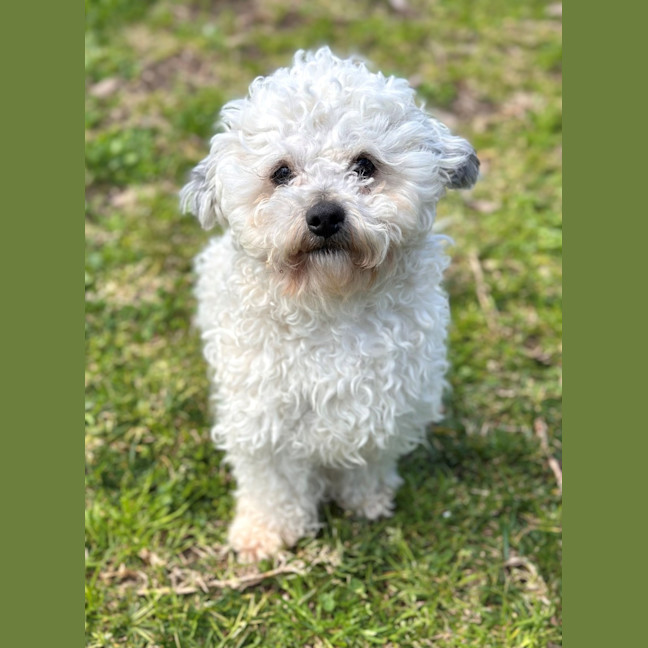 Photo of Crisp.P.Bacon