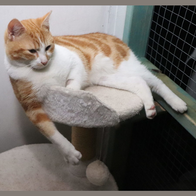 Photo of Tommee Available At Pet Quarters Glendale