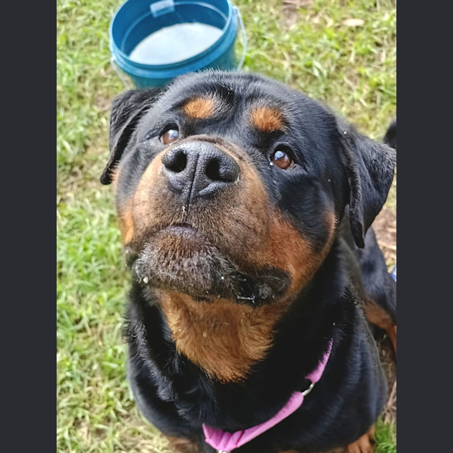 Photo of Phantom