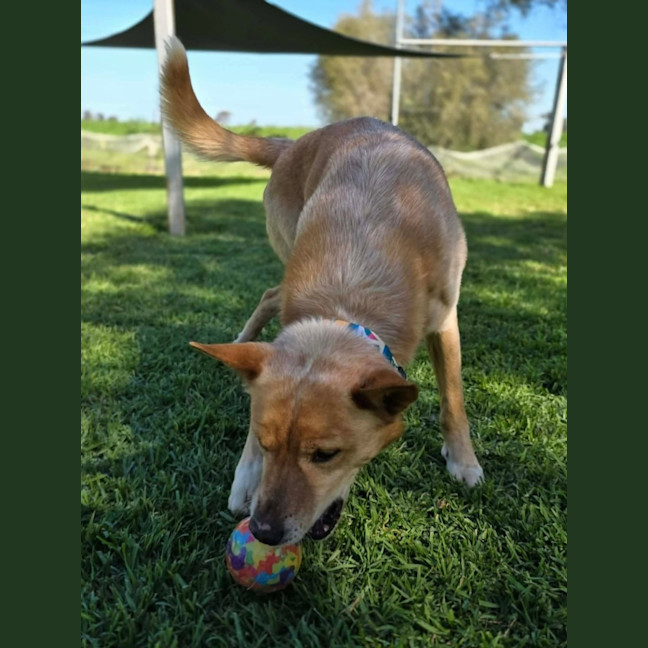 Photo of Nacho