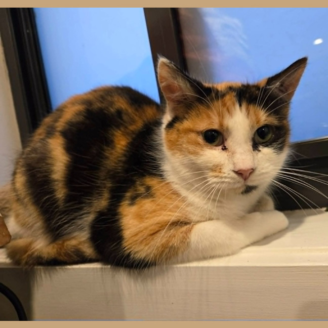 Photo of Pickle