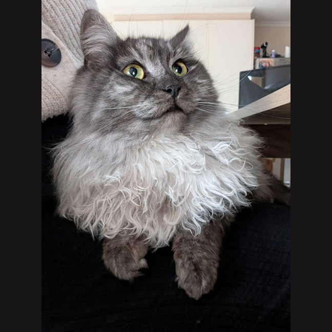 Photo of Juniper