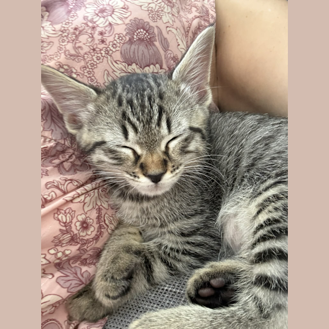 Photo of Leo