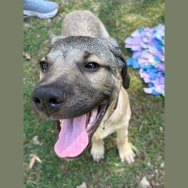 Photo of Bandit