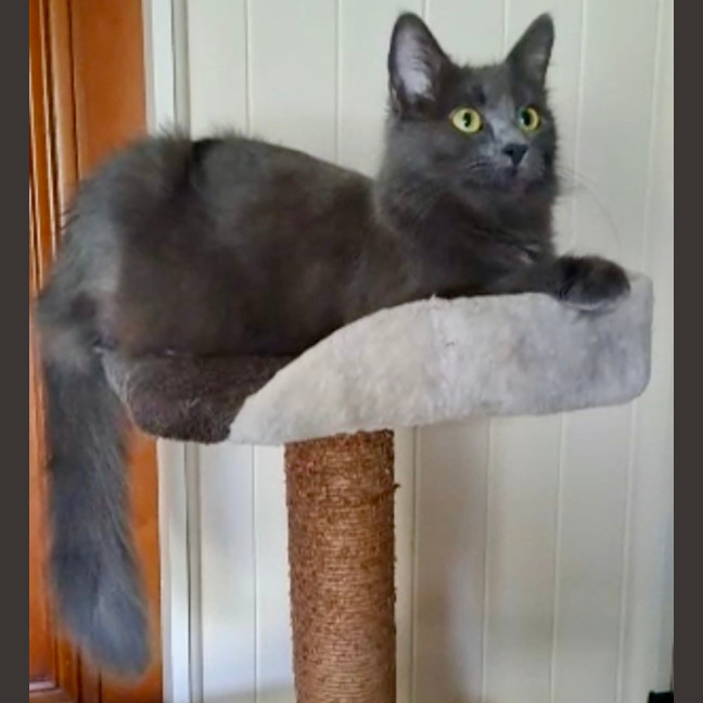 Photo of Gypsy