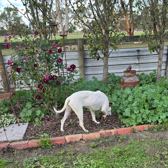 Photo of Celeste