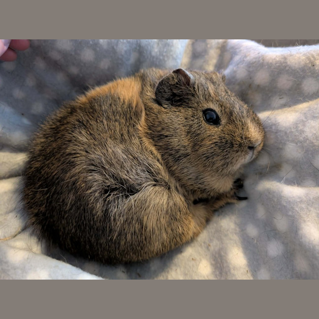 Photo of Snickers