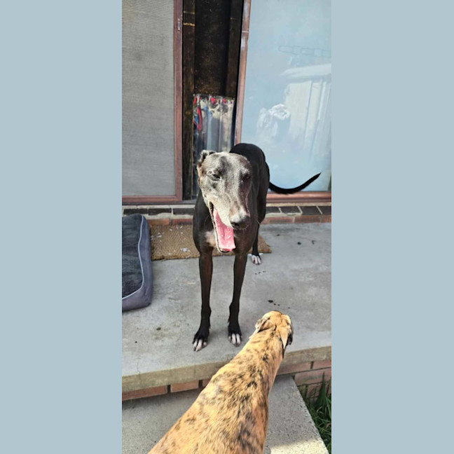 Photo of Prince, The Greyhound