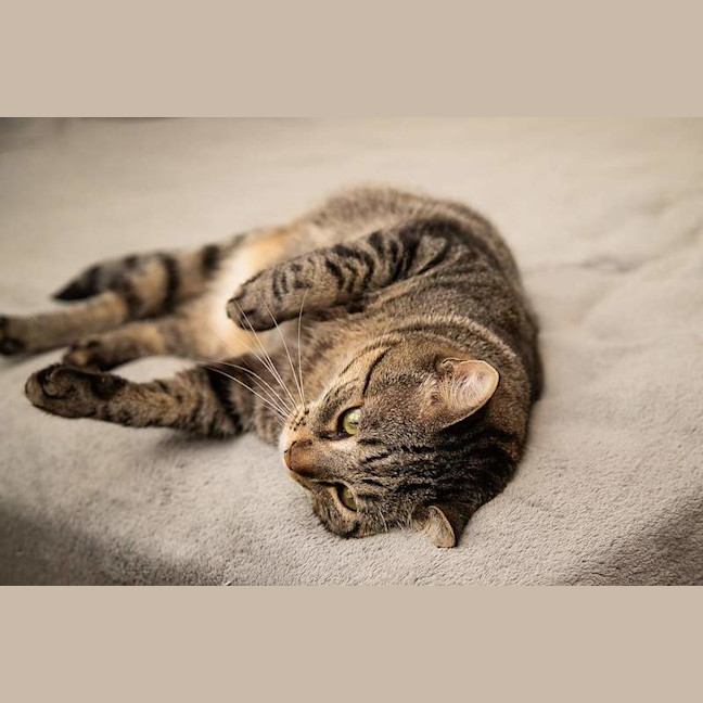 Photo of Vincent