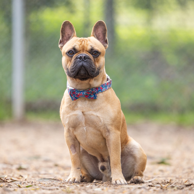 Photo of Tank