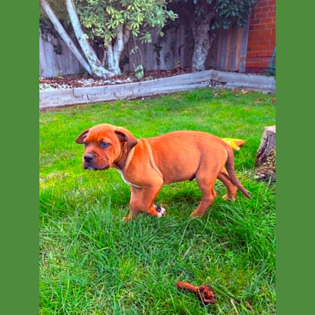 Photo of Peanut