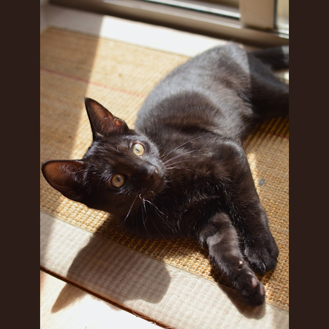 Photo of Sumi (Previously Chompa)