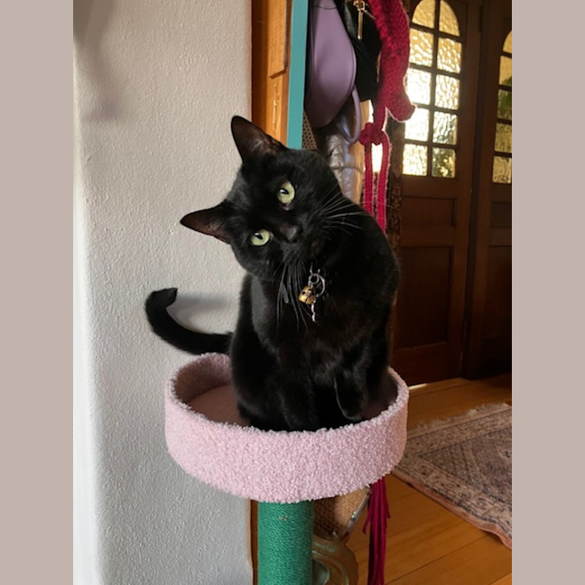 Photo of Luna Kitty   In Foster Care In Mount Martha