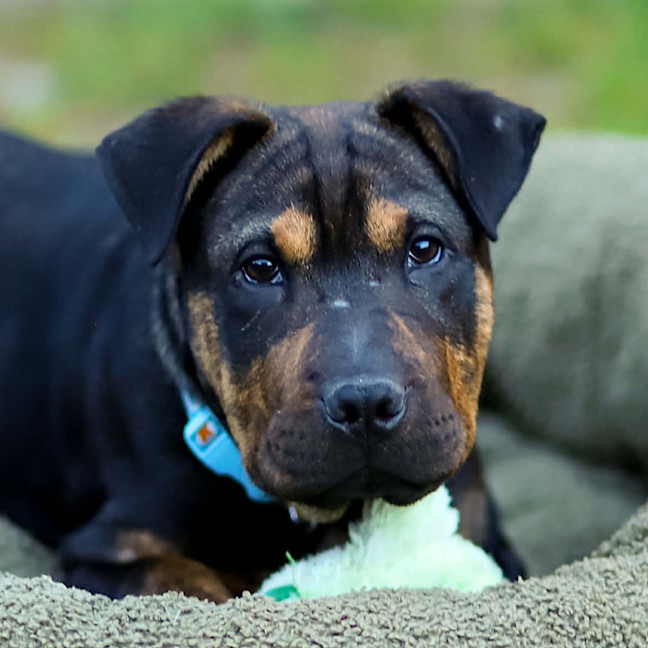 Photo of Bennie