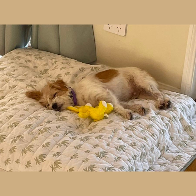 Photo of Muppet