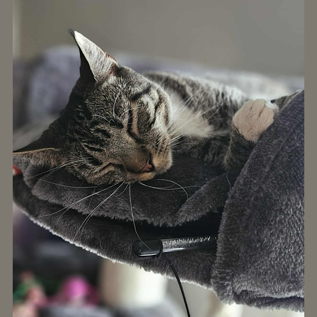 Photo of Tabitha *9 Lives Project Rescue*