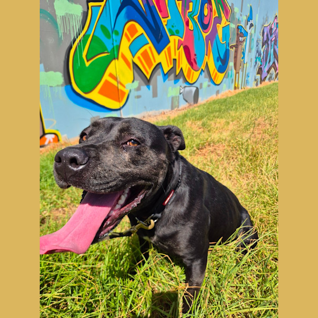 Photo of Puma (68119)