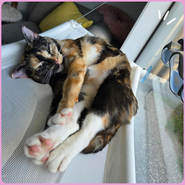 Photo of Penny