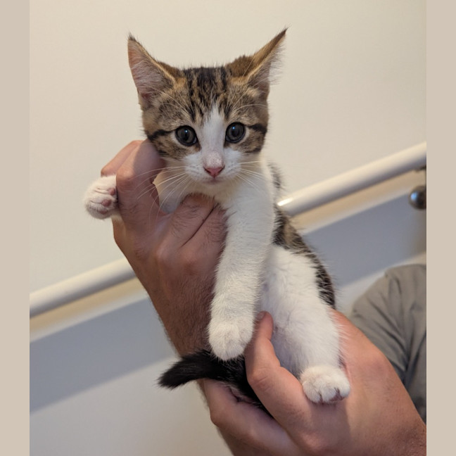 Photo of Sophia Golden