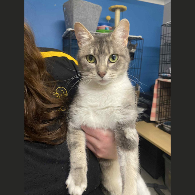 Photo of Dorothy  Available At Pet Quarters Tuggerah 