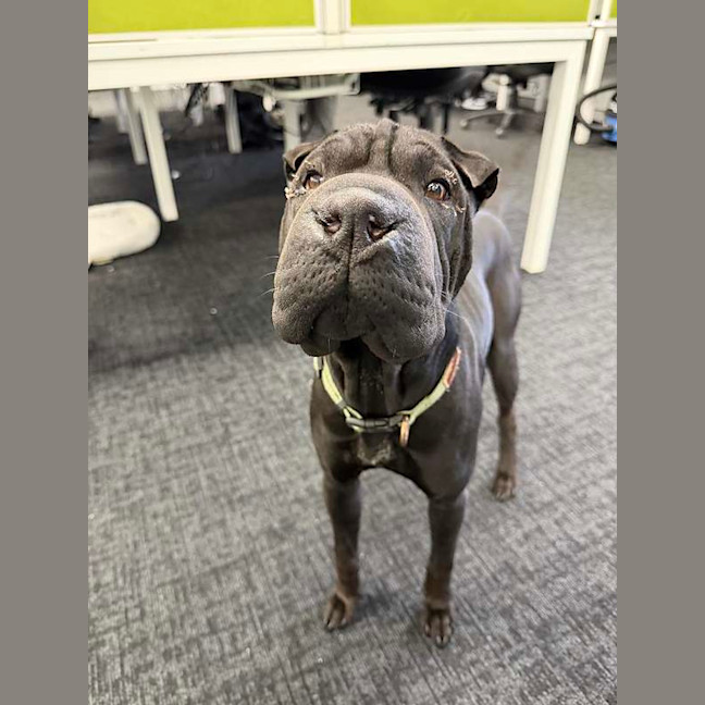 Photo of Junior