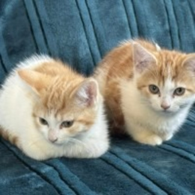 Photo of Copper ** 2nd Chance Cat Rescue**