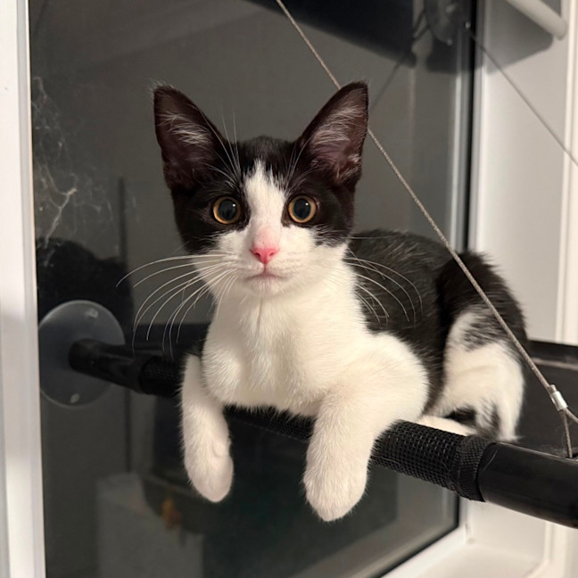 Photo of Pebbles 🥰🍒🥰