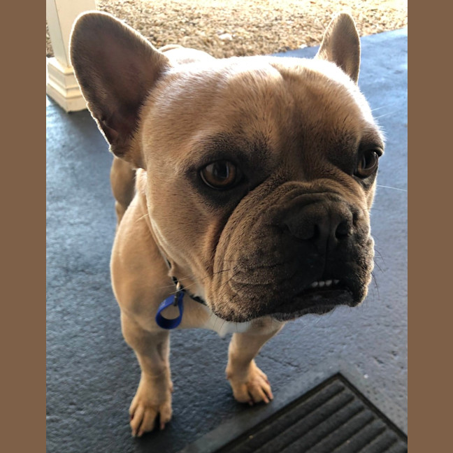 Photo of Duke   3 Year Old French Bulldog (Trial)