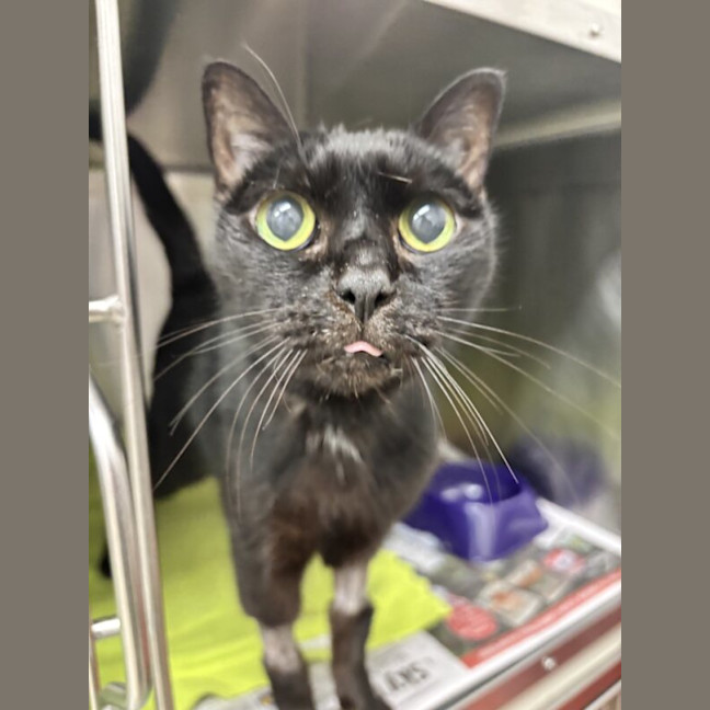 Photo of Cherry Blossom