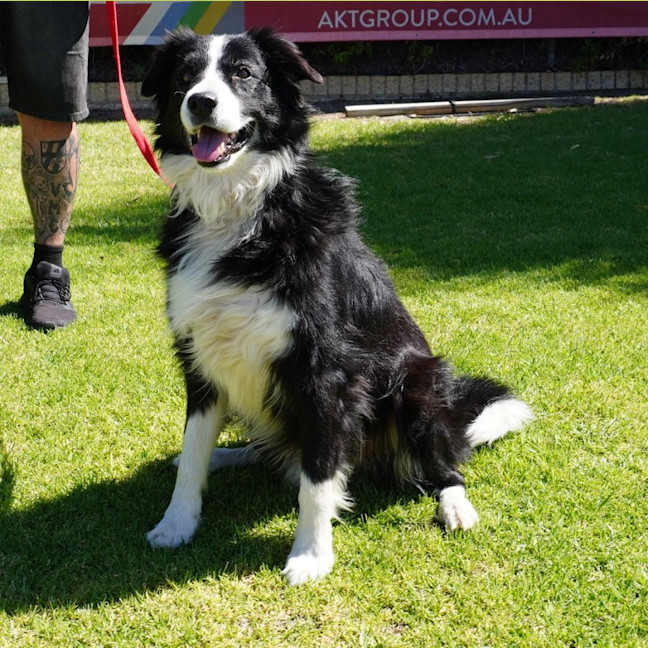 Photo of Champ