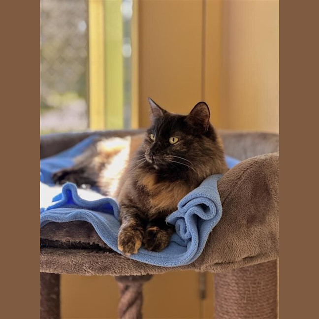 Photo of Zelda