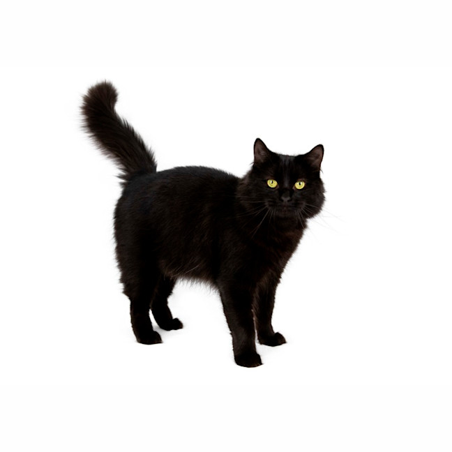 Photo of Nero 