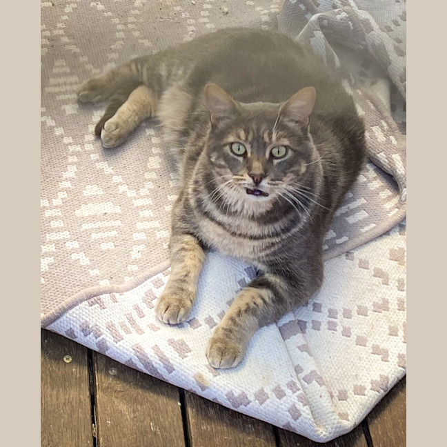 Photo of Romeo