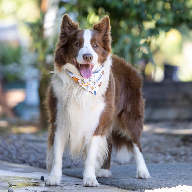 Photo of Oscar Pawastri