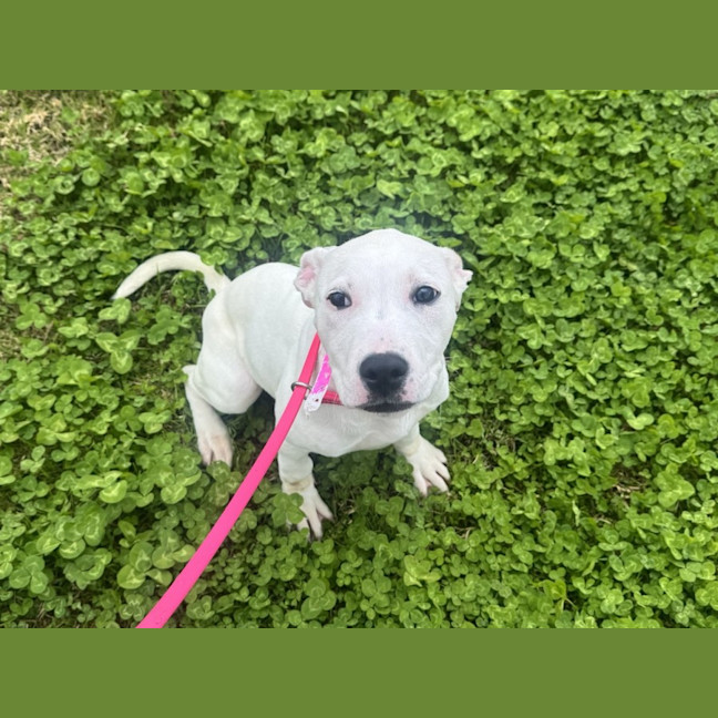 Photo of Diamond Imp 1859