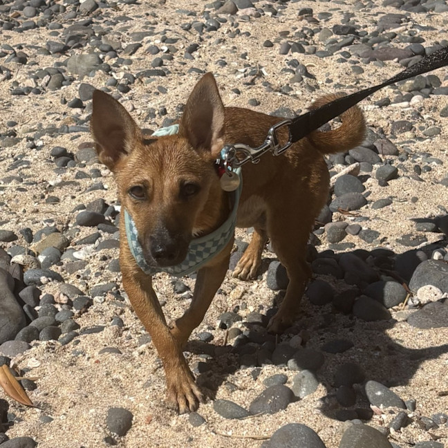 Photo of Tilli