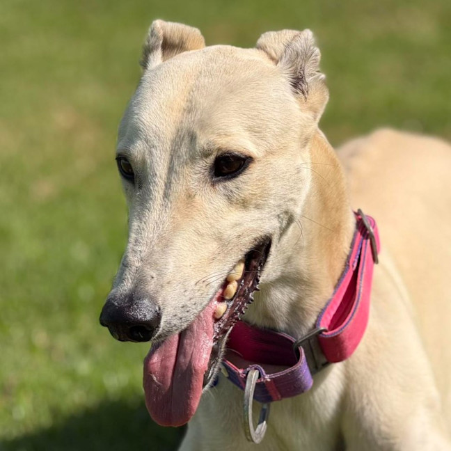 Photo of Tyson The Greyhound