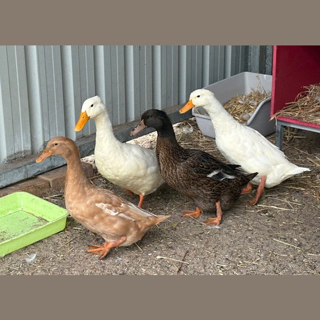 Photo of Starwars Quackers