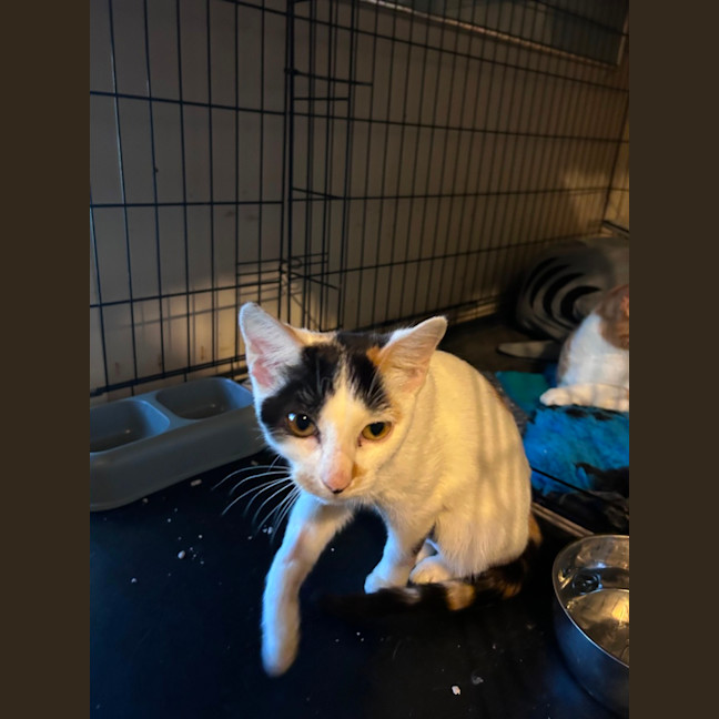 Photo of Samara 🌹