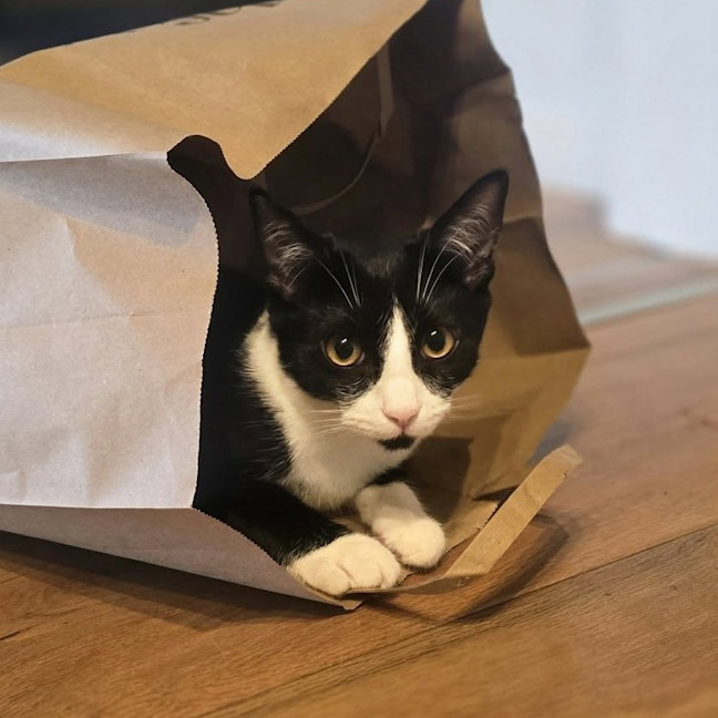 Photo of Tilly