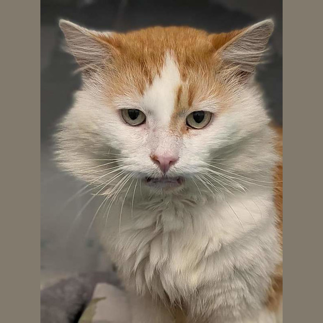 Photo of Samson